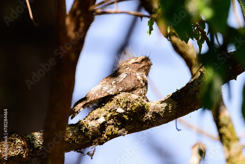 Hodgson's Frogmouth Bird or Batrachostomus hodgsoni incubates juveniles in the nest on the tree. photo