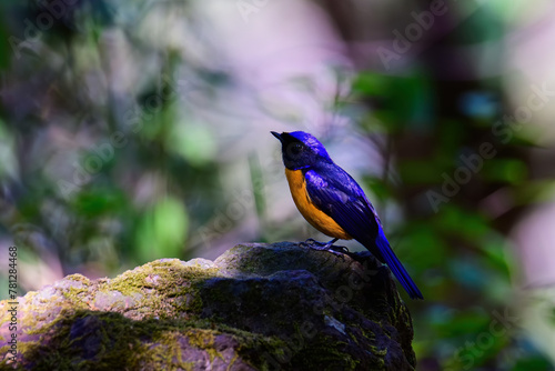 Male of Rufous-bellied Niltava live in tropical forest. photo