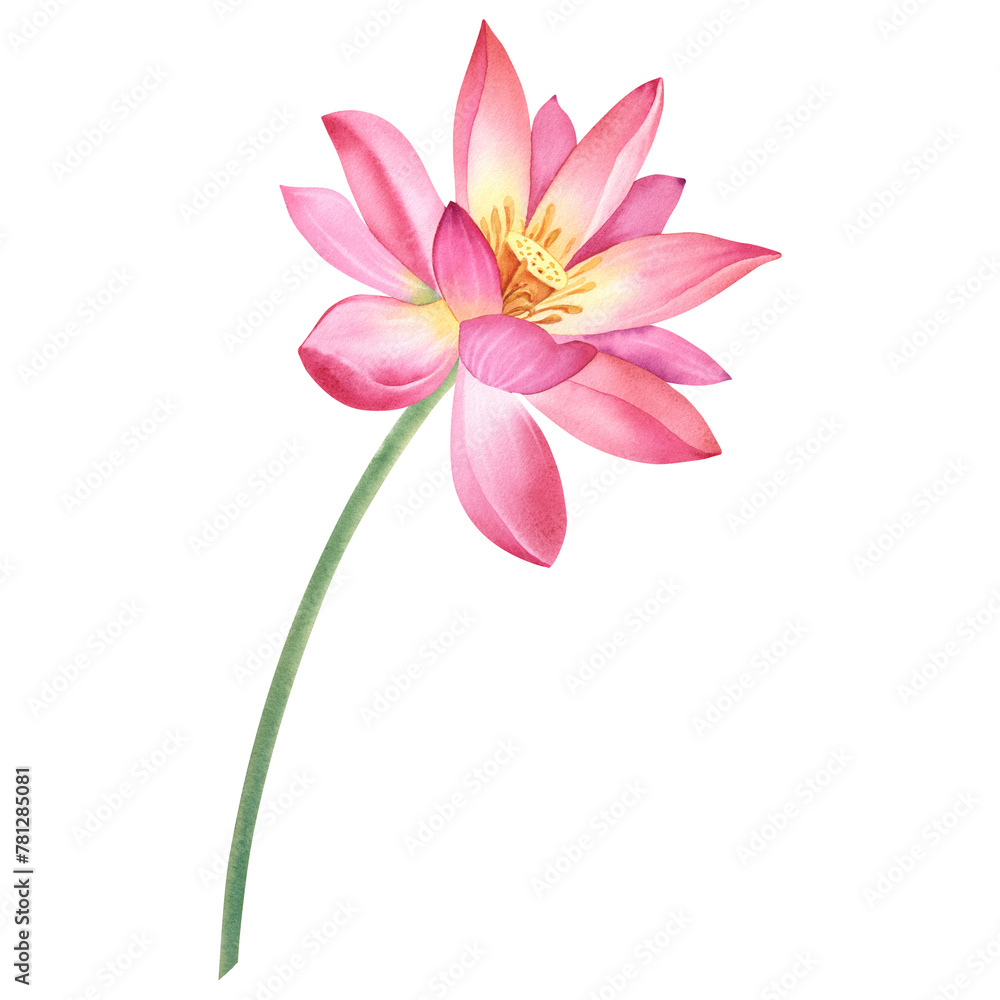 Pink lotus flower on an isolated, white background. Watercolor illustration of a water lily for spa design. Drawing of a Chinese water lily for greeting cards. Template for printing on clothes.