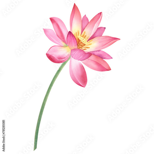 Pink lotus flower on an isolated  white background. Watercolor illustration of a water lily for spa design. Drawing of a Chinese water lily for greeting cards. Template for printing on clothes.