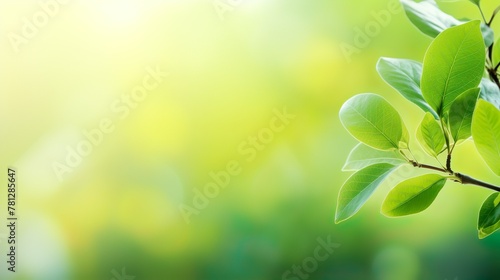Bright green leaves foreground with a beautiful blurred sunlight effect creating calming and refreshing visual photo