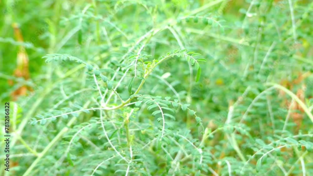 Sutherlandia frutescens (cancer bush, balloon pea) Sutherlandia frutescens (cancer bush, balloon pea)