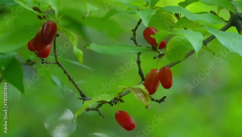 Cornus mas (Cornelian cherry, European cornel) photo