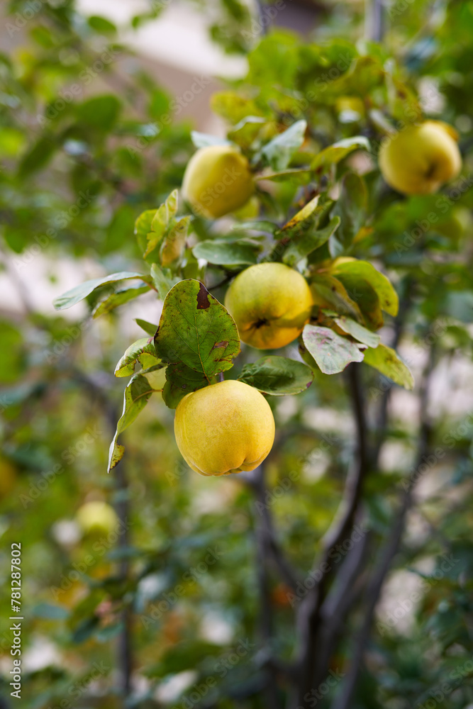 Ripe yellow quince grows on the branches of a green tree in the garden