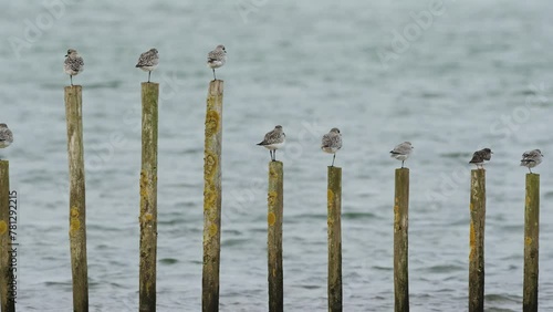 Grey Plover, Pluvialis squatarola, birds  in environment photo