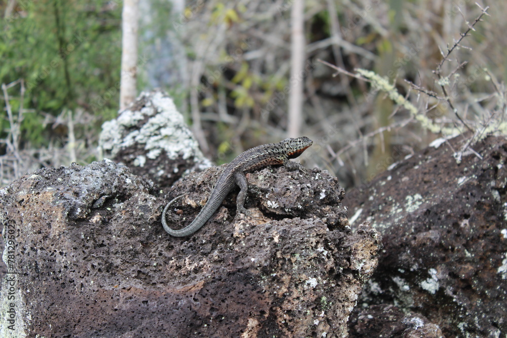 Fototapeta premium Galapagos Lava Lizard: Basking on Volcanic Rock