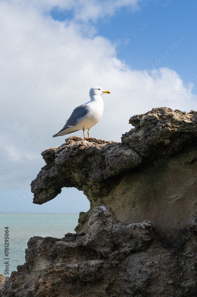 Seagull on a rock in Biarritz, spring time with blue sky and a white cloud. Basque Country. Seagull on a rock in Biarritz, spring time with blue sky and a white cloud. Basque Country.