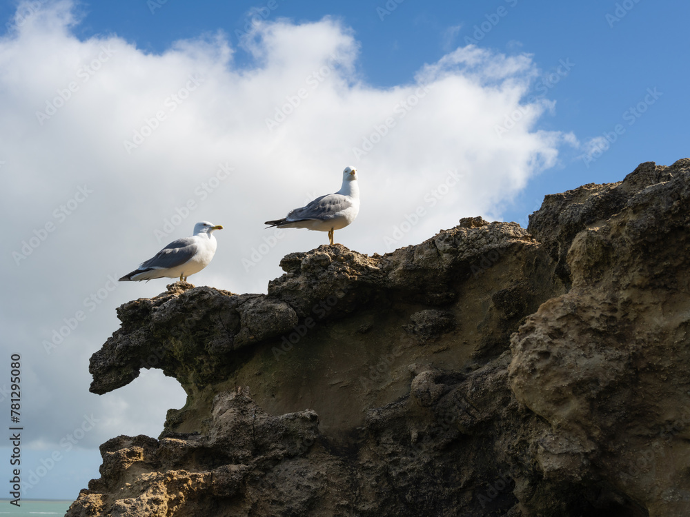 Two seagull on a rock at the seaside. Spring time. Biarritz, Basque Country. Two seagull on a rock at the seaside. Spring time. Biarritz, Basque Country.