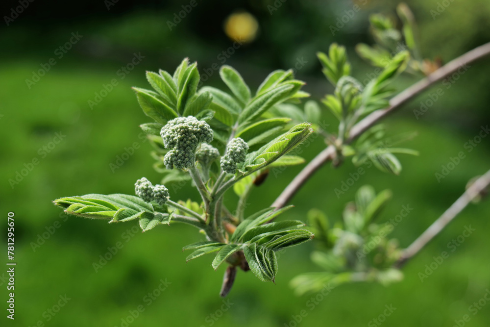 Grüne Knospen am Zweig Grüne Knospen am Zweig