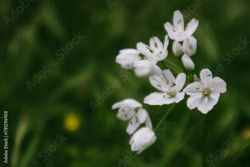White blossoming flowers in spring garden. Springtime blooming plant on dark green background. Allium neapolitanum (Naples Leek) Maltese Islands Flora