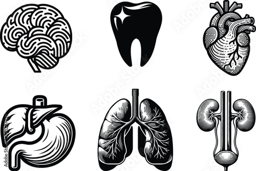 Set of human internal organs, lungs, brain, tooth, stomach, heart, liver and kidney, vector illustration.