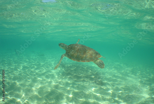 a sea turtle swimming in the reef © gustavo