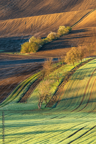 Long shadows of spring leafless trees in the golden hour at sunrise in the fields of Moravian Tuscany