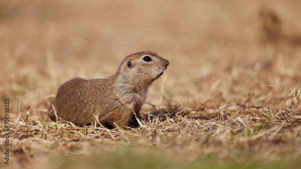 Funny fluffy gopher eats next to the burrow, little ground squirrel or little suslik, Spermophilus pygmaeus is a species of rodent in the family Sciuridae. Syslik in wildlife. Slow motion video Funny fluffy gopher eats next to the burrow, little ground squirrel or little suslik, Spermophilus pygmaeus is a species of rodent in the family Sciuridae. Syslik in wildlife. Slow motion video