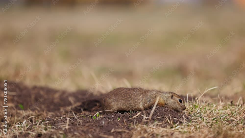 Funny fluffy gopher minding his own business near the burrow, little ground squirrel, little suslik, Spermophilus pygmaeus is a species of rodent in the family Sciuridae. Wilde syslik in slow motion Funny fluffy gopher minding his own business near the burrow, little ground squirrel, little suslik, Spermophilus pygmaeus is a species of rodent in the family Sciuridae. Wilde syslik in slow motion