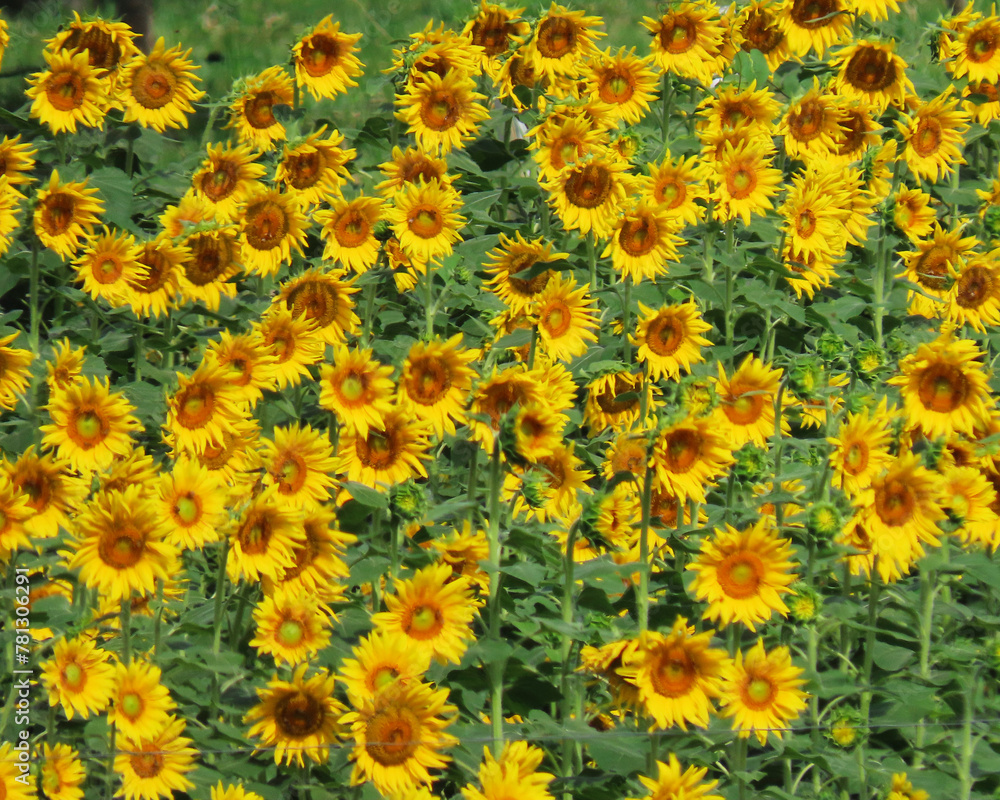 Yellow flowers of different shades and shapes decorating the beautiful garden Yellow flowers of different shades and shapes decorating the beautiful garden
