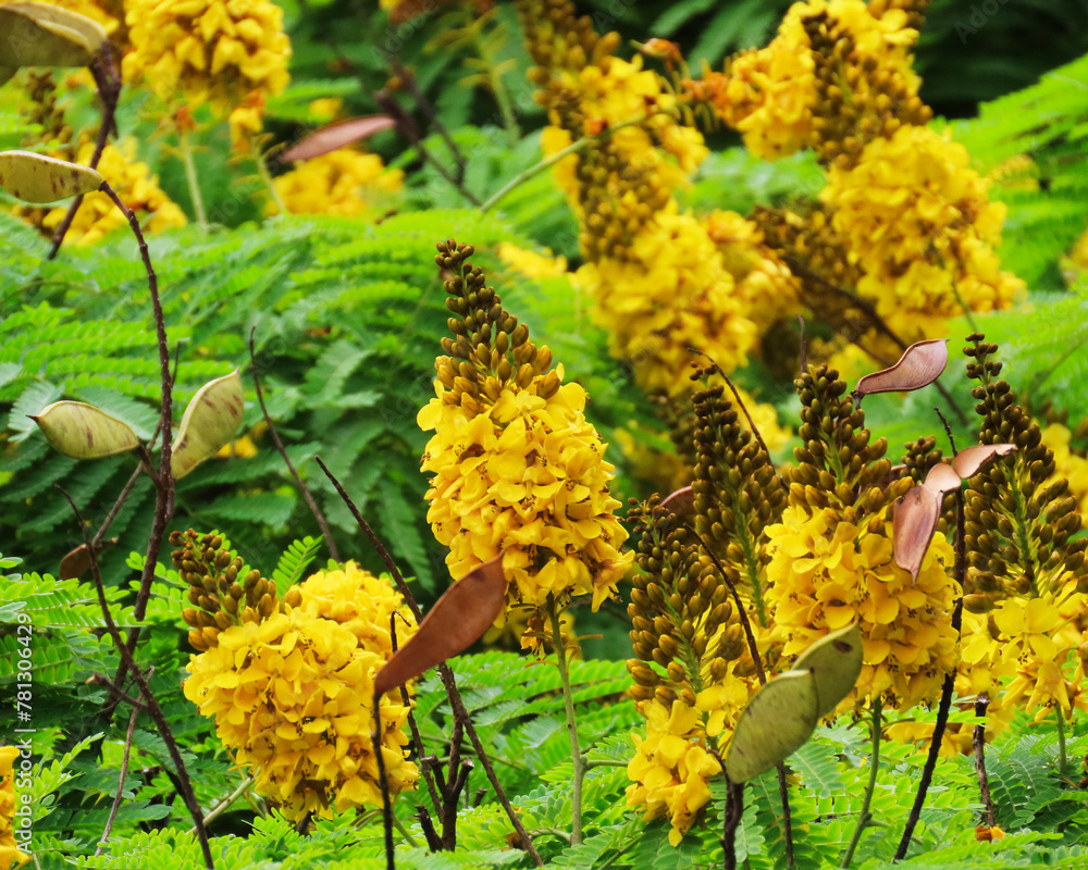 Yellow flowers of different shades and shapes decorating the beautiful garden