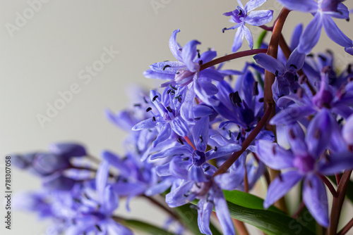 Beautiful blue flowers snowdrops Scilla bifolia alpine squill, two-leaf squill on a white background with space for text. Spring decoration