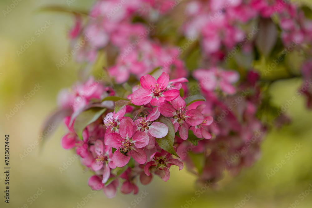 Delicate pink blossoms adorn the branches of an apple tree, signaling the arrival of spring. The flowers, highlighted by the gentle light of the season, offer a refreshing sight of natural beauty. Delicate pink blossoms adorn the branches of an apple tree, signaling the arrival of spring. The flowers, highlighted by the gentle light of the season, offer a refreshing sight of natural beauty.