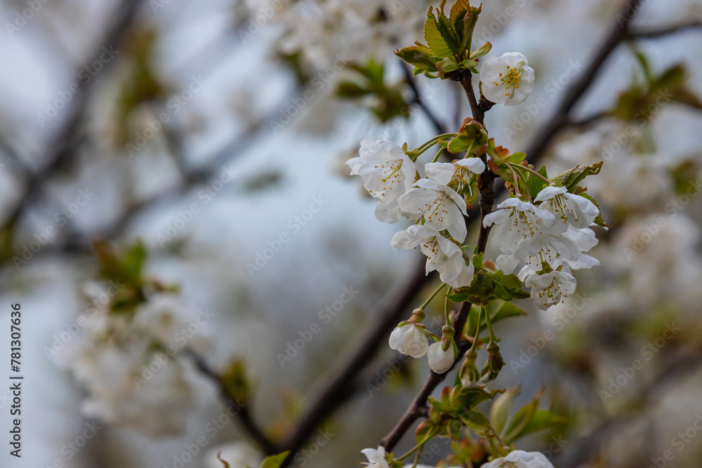 Selective focus of beautiful branches of cherry blossoms on the tree under blue sky, Beautiful Sakura flowers during spring season in the park, Floral pattern texture, Nature background Selective focus of beautiful branches of cherry blossoms on the tree under blue sky, Beautiful Sakura flowers during spring season in the park, Floral pattern texture, Nature background