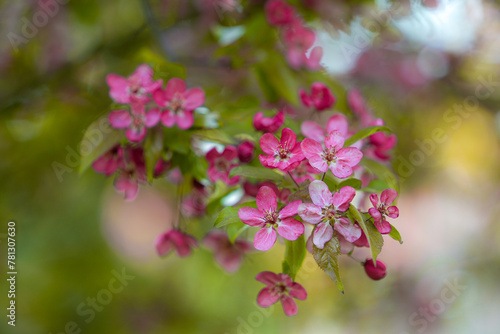 Delicate pink blossoms adorn the branches of an apple tree, signaling the arrival of spring. The flowers, highlighted by the gentle light of the season, offer a refreshing sight of natural beauty.