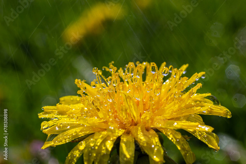 Yellow daisies bloom after the rain and the pollen grains are covered with water droplets