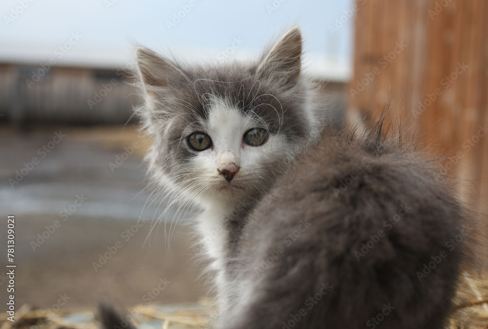 Photo, little gray kitten. High quality photo Photo, little gray kitten. High quality photo