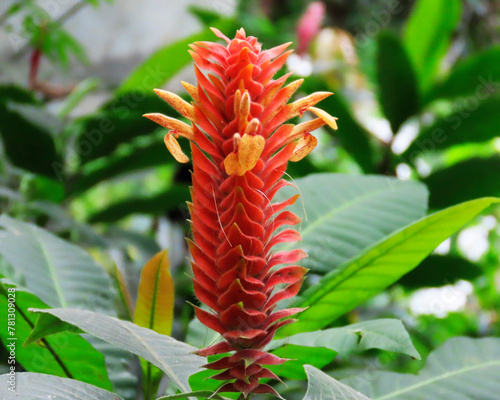 red flowers in different shades and shapes decorating the beautiful garden