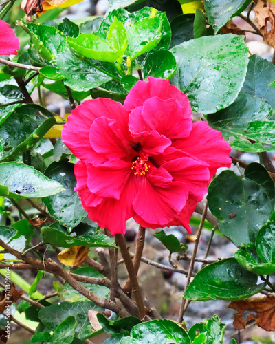 red hibiscus flowers decorating the beautiful garden