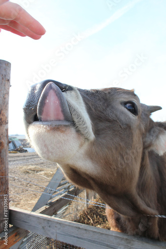 Photo, cow's face, portrait. High quality photo