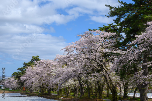 桜咲く清川陣屋 photo