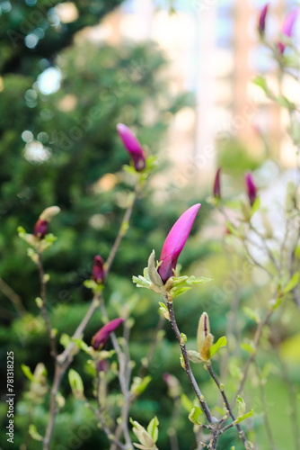Purple Magnolia Flowering Plant Close-Up