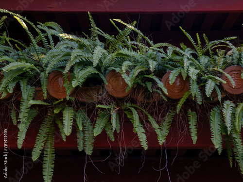 Green fern growing on red Chinese-style building roof