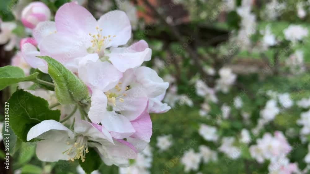 blossoming apple tree, nature background, wallpapper
blossoming apple tree, nature background, wallpapper