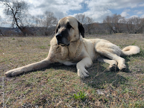kangal dog