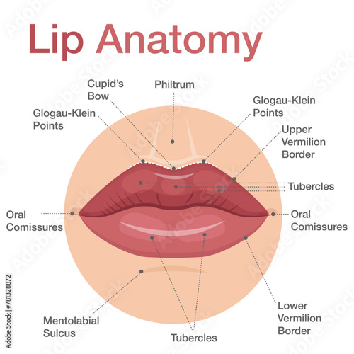Anatomy of lips infographic with detailed description of parts. Vector illustration can be used for educational purpose.