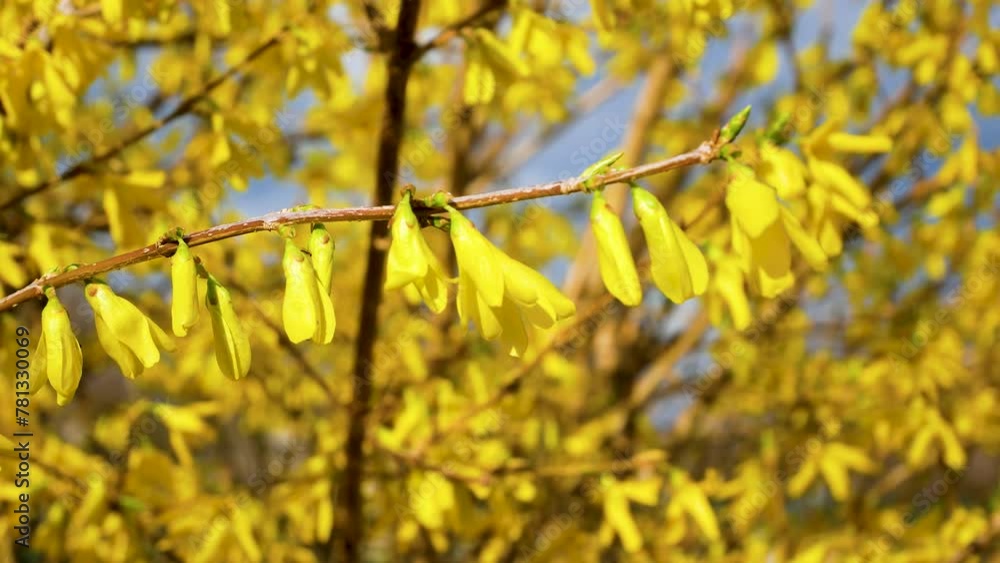 Beautiful yellow flowering bush on blue sky background. Panorama. Spring primroses. Beautiful yellow flowering bush on blue sky background. Panorama. Spring primroses.