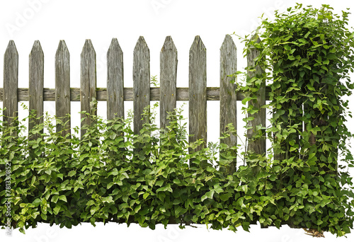 Old Weathered Wooden Picket Fence with Foliage - PNG © Eliane