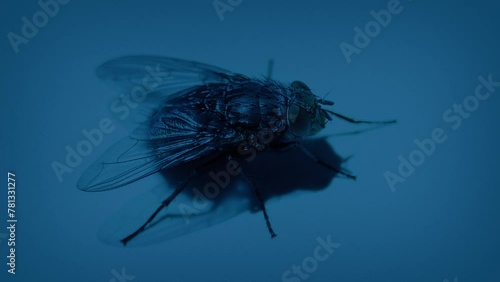 Fly Lands And Flies Off Surface In The Dark
