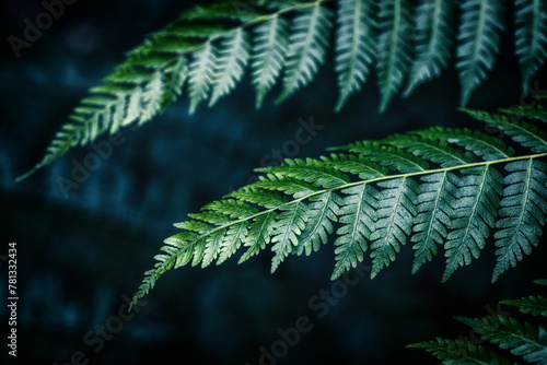 A dark  forest mood prevails in this image  with two fern leaves in focus against a blurred  shadowy background  evoking the mystery and depth of the woods.