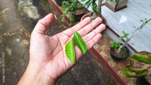 two lime leaves in hand.