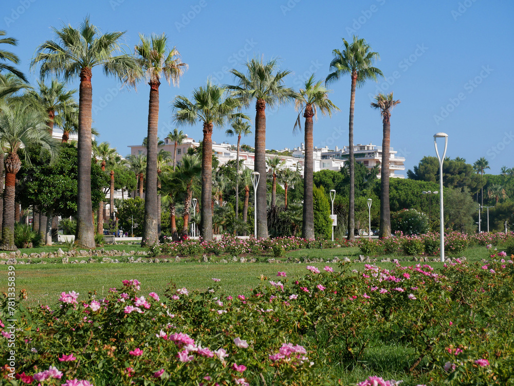 Tall palm trees are along the main street in Cannes - Promenade de la Croisette