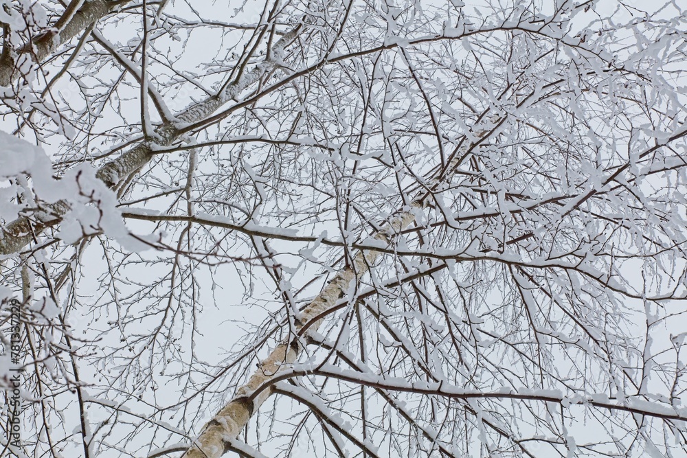 Winter landscape with upward view of birch tree branches covered by frost and ice. Winter landscape with upward view of birch tree branches covered by frost and ice.