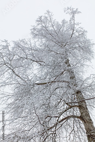Winter landscape with upward view of birch tree branches covered by frost and ice.