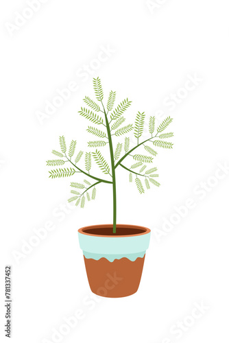 A houseplant in a pot. Asparagus. Garden in the house. Vector.
