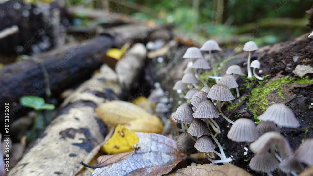 Obraz premium キノコ