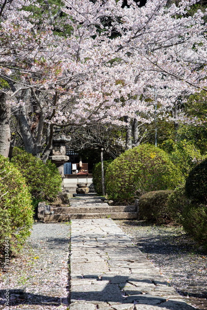 鎌倉244　明王院　桜