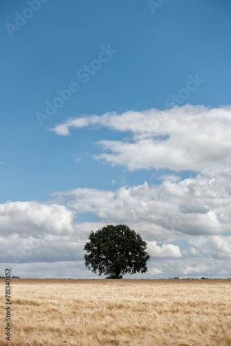 Grote boom is het middelpunt en trekt de aandacht in het grote korenveld, geel van kleur. Tegen een bewolkte achtergrond. photo