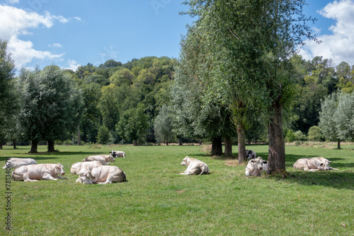 Dikbil vleeskoeien liggen rustig te herkauwen in het weiland in Zuid- Limburg photo