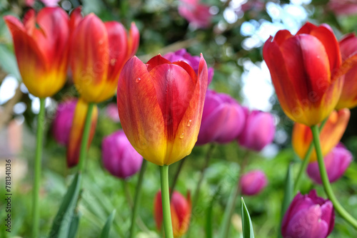 Deep red and orange triumph Tulip ‘Amber Glow’ in flower.